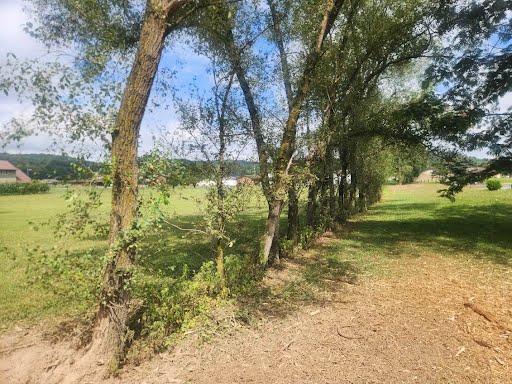 Before: brush and volunteer saplings grown in along the edge of a field