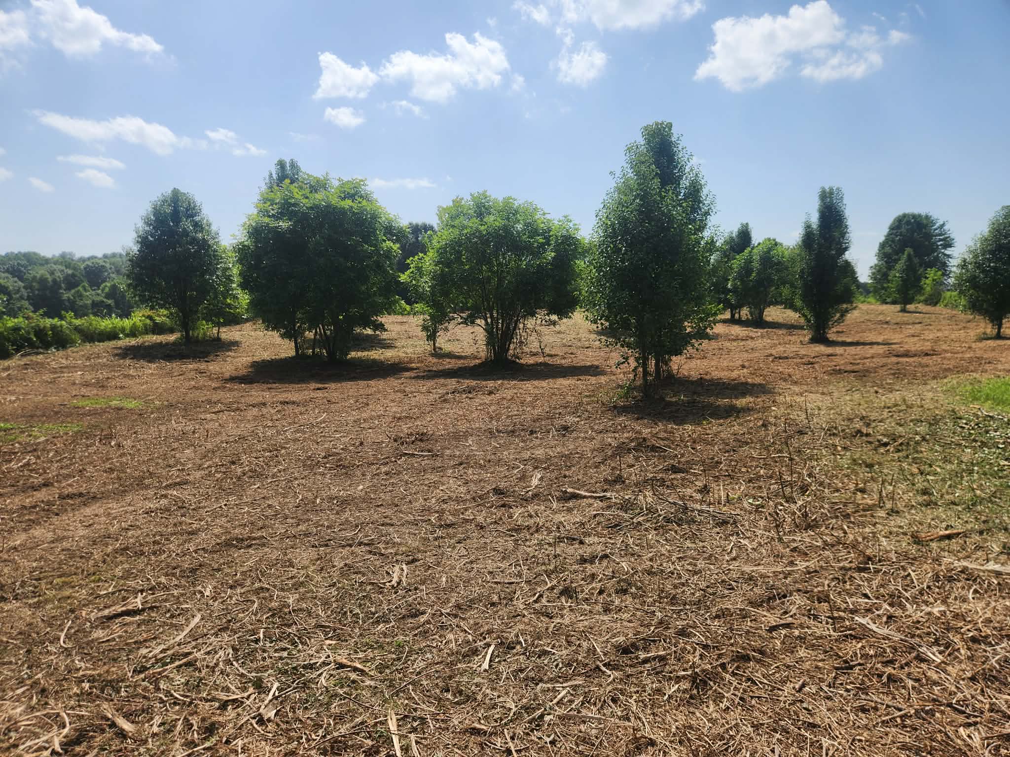 Reclaimed acreage ground back to open mulch, with select trees left standing