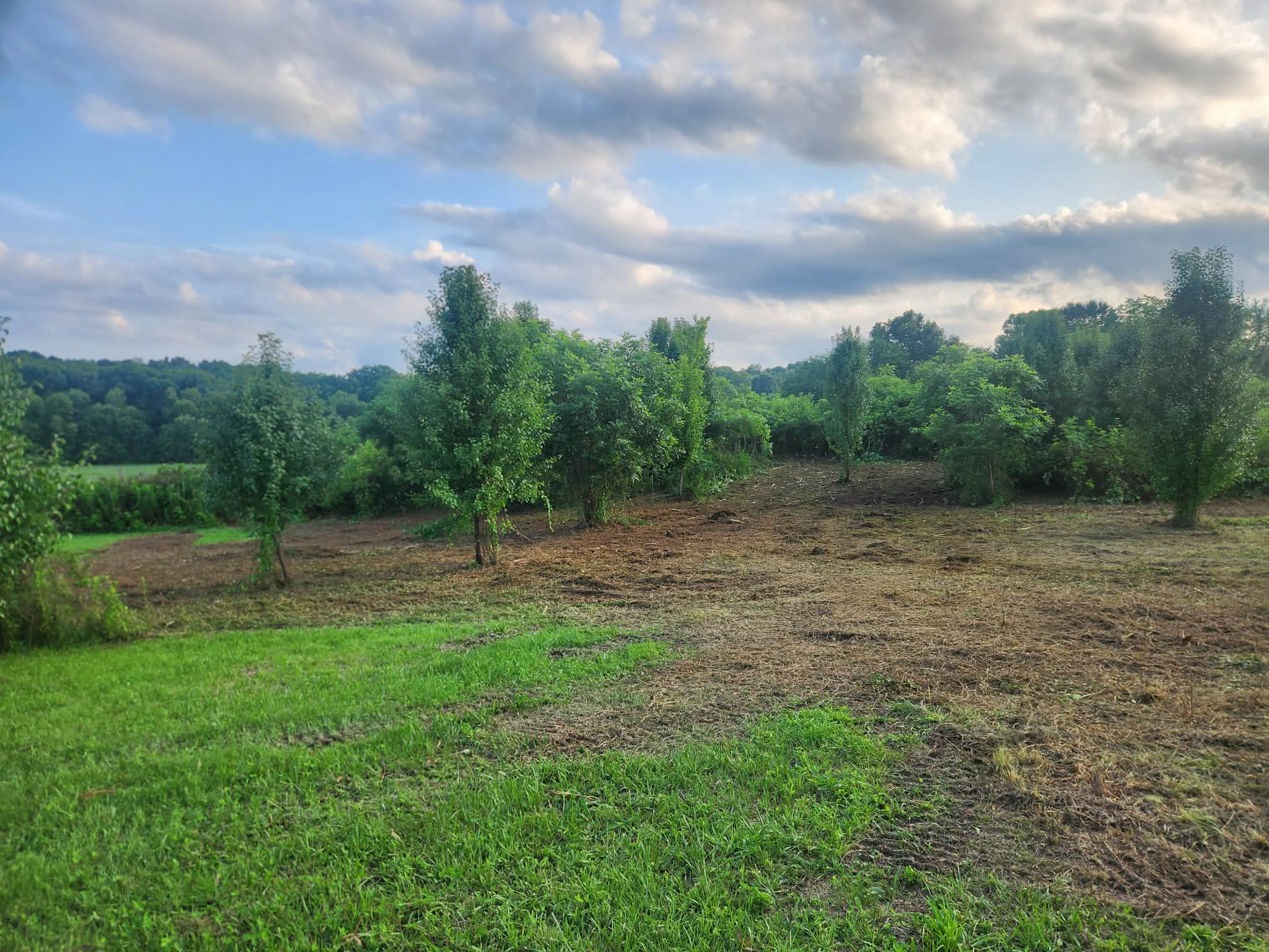 Cleared ground opening the view back across the property to the tree line