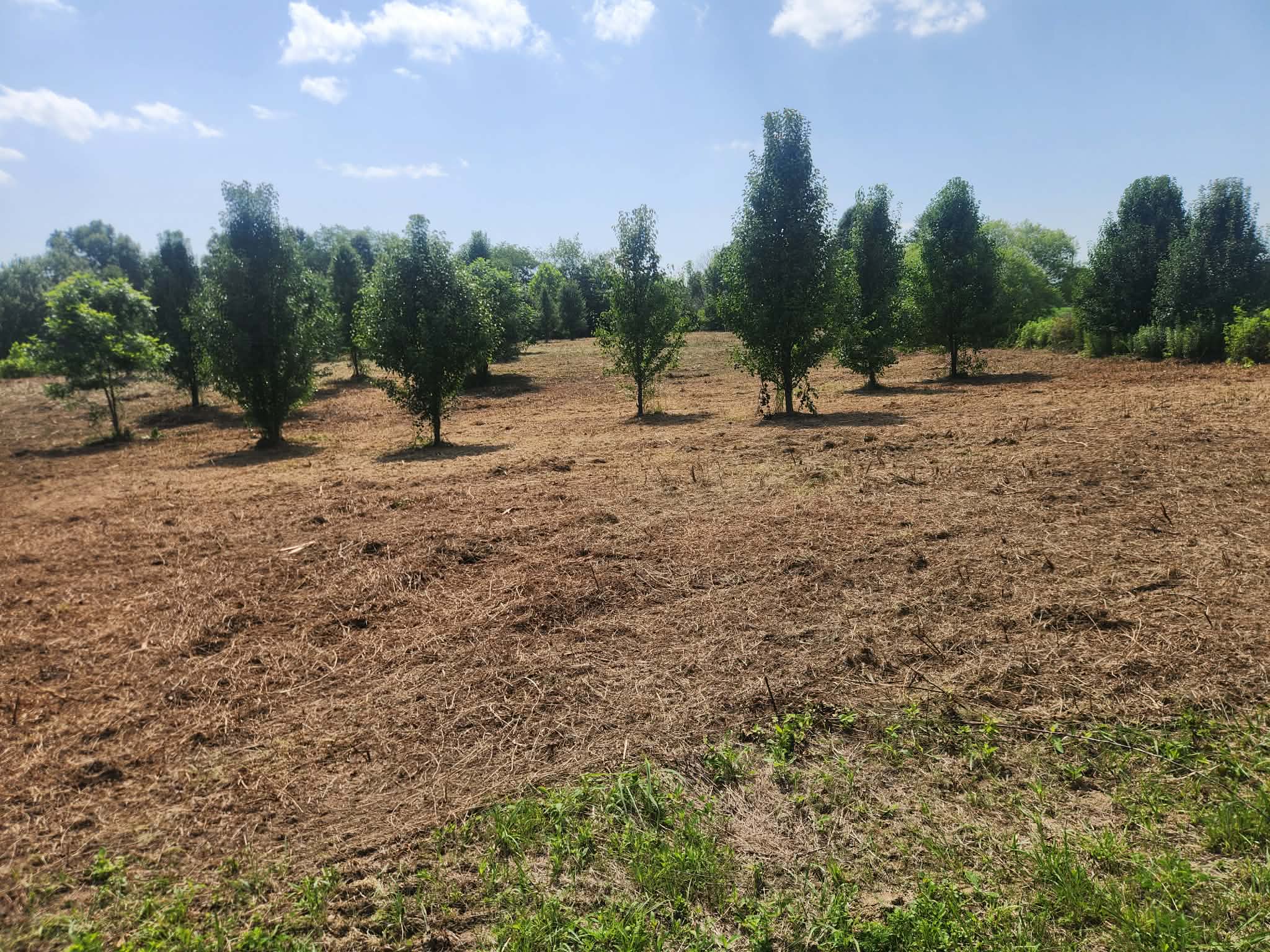 After: the same property cleared to open ground with select trees preserved