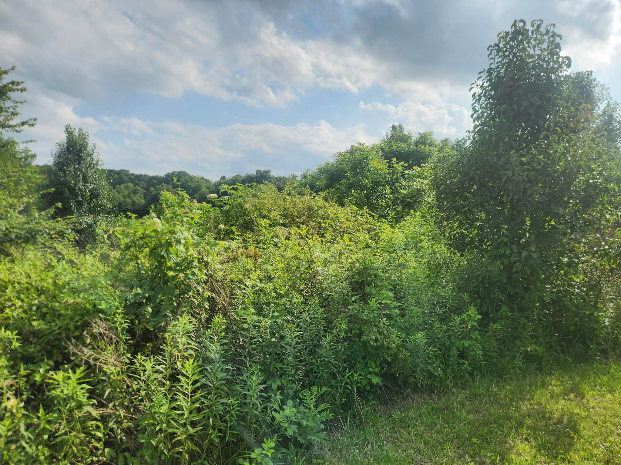 Before: property choked with dense brush, briars, and volunteer saplings