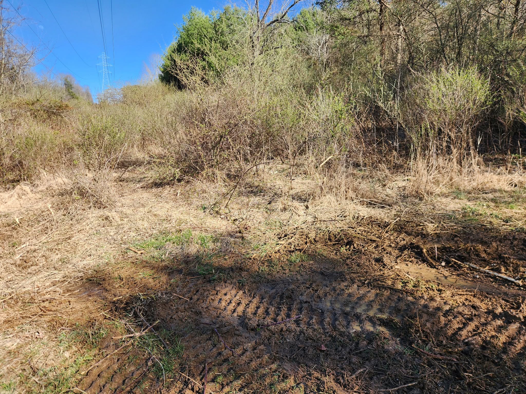 Overgrown hillside packed with brush and briars before clearing